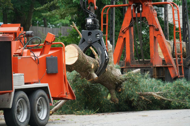  Johnson, AR Tree Service Pros